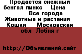 Продается снежный бенгал(линкс) › Цена ­ 25 000 - Все города Животные и растения » Кошки   . Московская обл.,Лобня г.